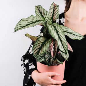 Plants Store Gallery Img 5 300x300 1